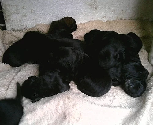 Štěňátka labradorského retrievera