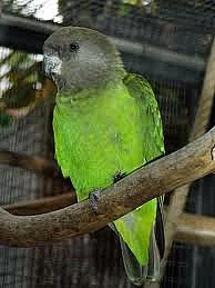 Papoušek hnědohlavý