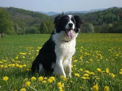 BORDER KOLIE