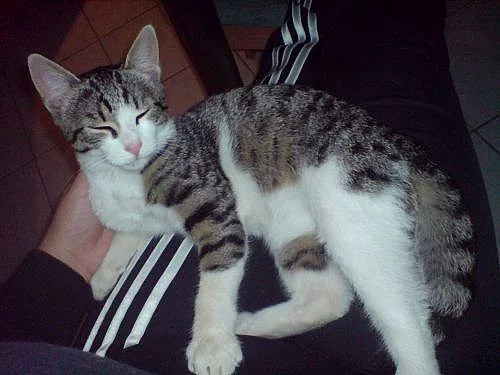 Tříměsíční kocourek hledá domov