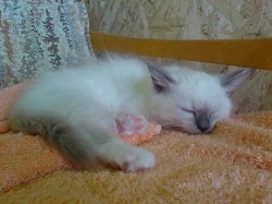 Ragdoll s PP - kocourci