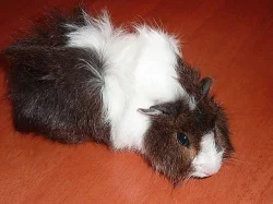 morčátko - samičky