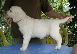 Zlatý retriever - štěňátka s PP
