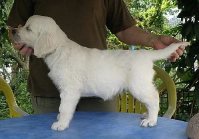 Zlatý retriever - štěňátka s PP