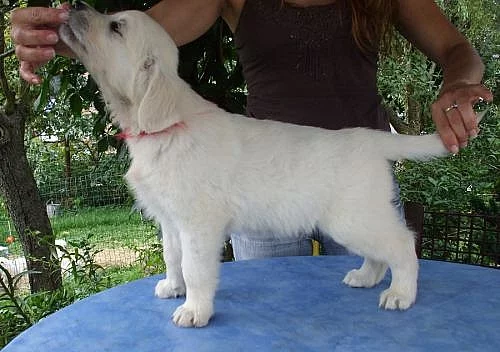 Zlatý retriever - štěňátka s PP