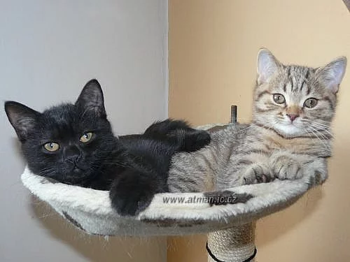 Prodám britské kocourky s PP, Hostivař