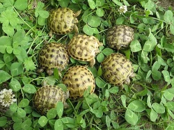 Suchozemské želvy