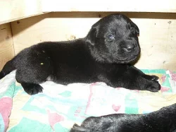 Prodám štěňata labradora