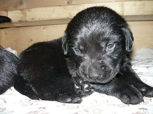 Prodám štěňata labradora