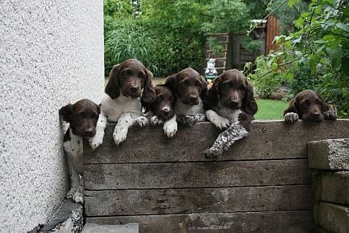 Malý múnsterlandský ohař