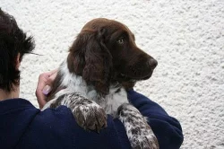 Malý múnsterlandský ohař