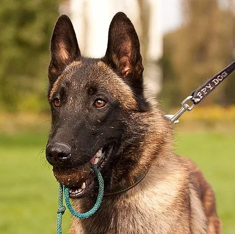 Belgický ovčák malinois
