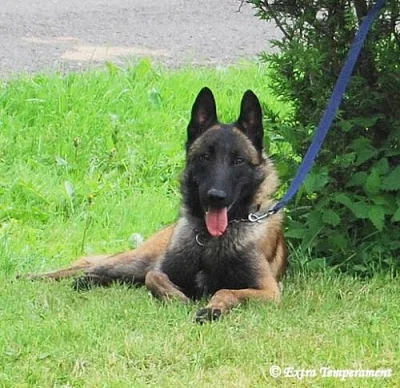 Belgický ovčák malinois