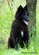 Belgický ovčák groenendael