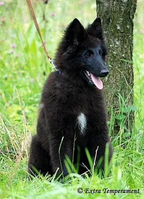 Belgický ovčák groenendael