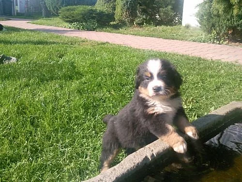 Bernský salašnický pes