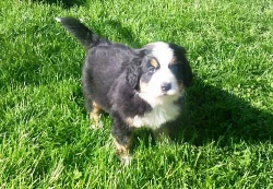 Bernský salašnický pes