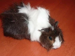 morčátko - samičky