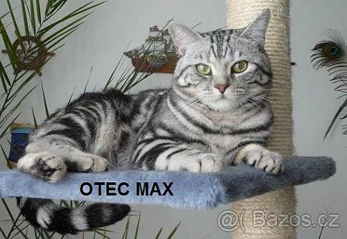 Pravá Whiskas koťátka