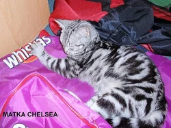 Pravá Whiskas koťátka