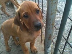 Rhodéský Ridgeback – POSLEDNÍ MOŽNOST