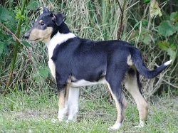Kolie krátkosrstá