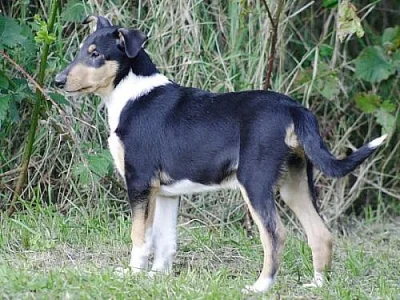 Kolie krátkosrstá