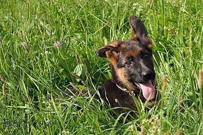 Německý ovčák štěňata s PP