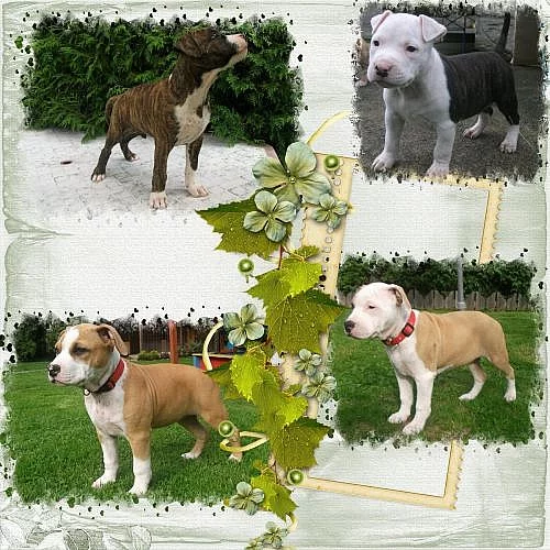 Americký stafordšírský teriér s PP