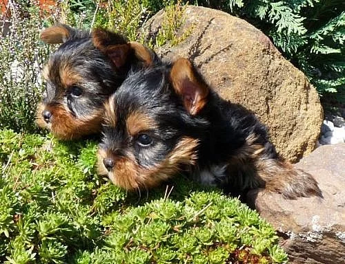 YORKSHIRE TERRIER- JORKŠÍR