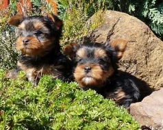 YORKSHIRE TERRIER- JORKŠÍR