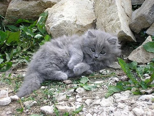 Britská modrá koťátka