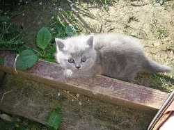 Britská modrá koťátka