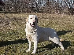labradorský retriever