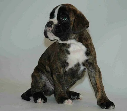 Nádherná štěňátka Německého boxera s PP