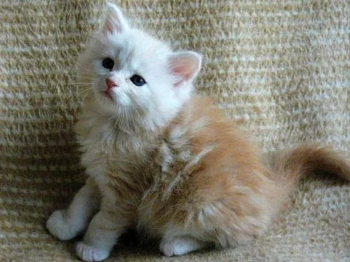 Prodám stříbrná mainská mývalí koťata, 