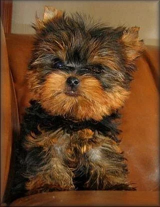 maličký Yorkshire terrier