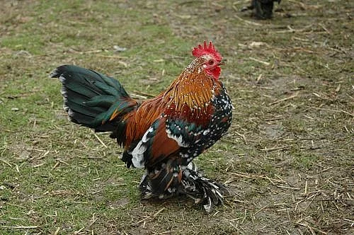 Hamburčanky, wyandotky, leghorny, liliputky rousné