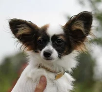 Papillon