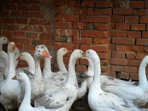 Husy na chov nebo k jatečním účelům