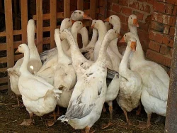 Husy na chov nebo k jatečním účelům