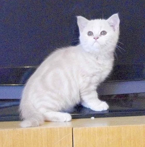 Perská krátkosrstá batolátka