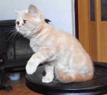 Perská krátkosrstá batolátka