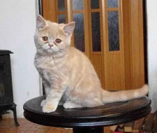 Perská krátkosrstá batolátka