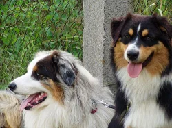 Australský ovčák štěňata s PP