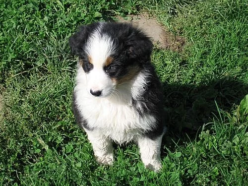 Australský ovčák štěňata s PP