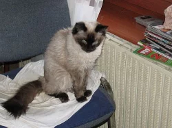 Ragdoll chovný pár s PP