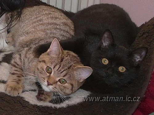 Prodám britské kocourky s PP, Hostivař