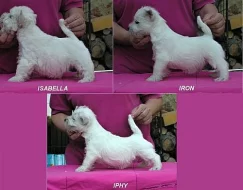 WEST HIGHLAND WHITE TERRIER - ŠTĚNÁTKA S PP