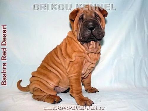 štěňata SHAR-PEI (šarpej)